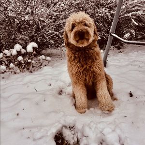 Meet your Posher, Lily